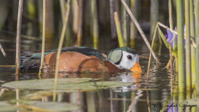 African Pygmy Goose - Nettapus auritus - Afrika cüce kazı