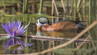 African Pygmy Goose - Nettapus auritus - Afrika cüce kazı