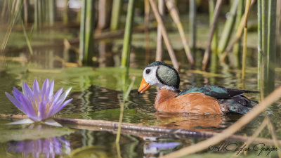 African Pygmy Goose - Nettapus auritus - Afrika cüce kazı