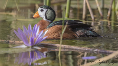 African Pygmy Goose - Nettapus auritus - Afrika cüce kazı