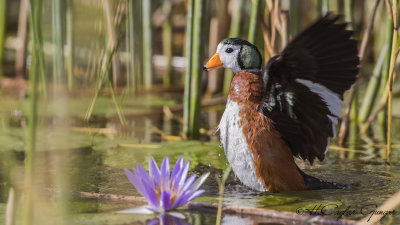 African Pygmy Goose - Nettapus auritus - Afrika cüce kazı