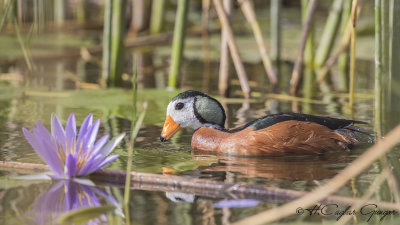 African Pygmy Goose - Nettapus auritus - Afrika cüce kazı
