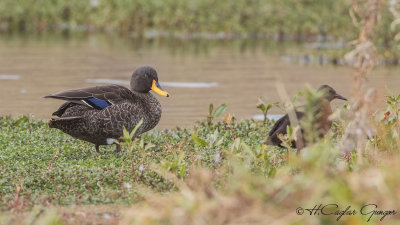 Yellow-billed Duck - Anas undulata - Sarı gagalı ördek