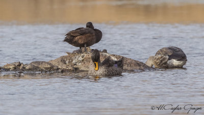 Yellow-billed Duck - Anas undulata - Sarı gagalı ördek