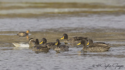 Yellow-billed Duck - Anas undulata - Sarı gagalı ördek