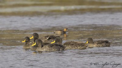 Yellow-billed Duck - Anas undulata - Sarı gagalı ördek