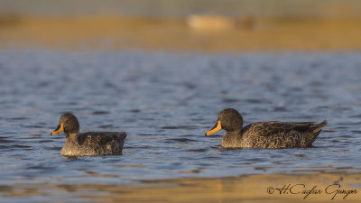 Yellow-billed Duck - Anas undulata - Sarı gagalı ördek