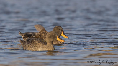 Yellow-billed Duck - Anas undulata - Sarı gagalı ördek