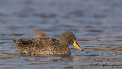 Yellow-billed Duck - Anas undulata - Sarı gagalı ördek