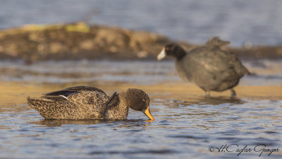 Yellow-billed Duck - Anas undulata - Sarı gagalı ördek