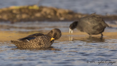 Yellow-billed Duck - Anas undulata - Sarı gagalı ördek