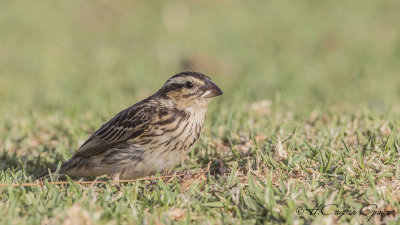 Yellow-crowned Bishop - Euplectes afer