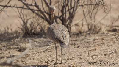 Buff-crested Bustard - Lophotis gindiana