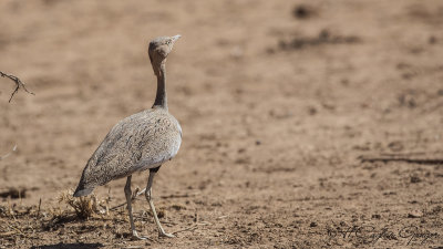 Buff-crested Bustard - Lophotis gindiana