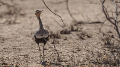 Buff-crested Bustard - Lophotis gindiana