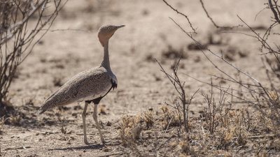 Buff-crested Bustard - Lophotis gindiana
