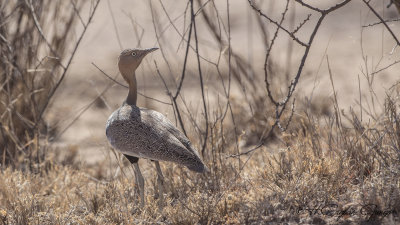 Buff-crested Bustard - Lophotis gindiana