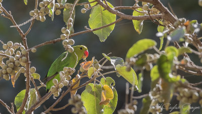 Black-winged Lovebird - Agapornis taranta