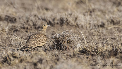 Chestnut-bellied Sandgrouse - Pterocles exustus