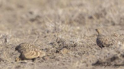 Chestnut-bellied Sandgrouse - Pterocles exustus