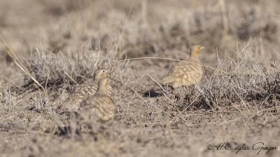Chestnut-bellied Sandgrouse - Pterocles exustus