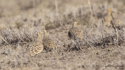 Chestnut-bellied Sandgrouse - Pterocles exustus