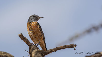 Common Rock Thrush - Monticola saxatilis - Taşkızılı