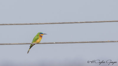 Blue-breasted Bee-eater - Merops variegatus - Mavi göğüslü arıkuşu