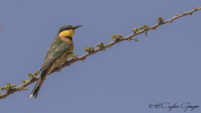 Blue-breasted Bee-eater - Merops variegatus - Mavi göğüslü arıkuşu