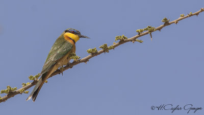 Blue-breasted Bee-eater - Merops variegatus - Mavi göğüslü arıkuşu