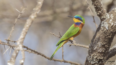 Blue-breasted Bee-eater - Merops variegatus - Mavi göğüslü arıkuşu