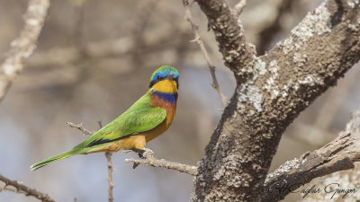 Blue-breasted Bee-eater - Merops variegatus - Mavi göğüslü arıkuşu