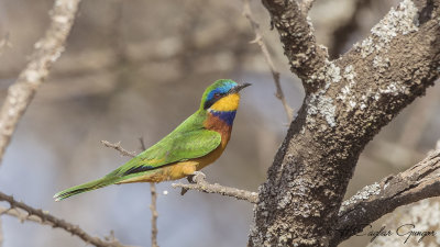 Blue-breasted Bee-eater - Merops variegatus - Mavi göğüslü arıkuşu