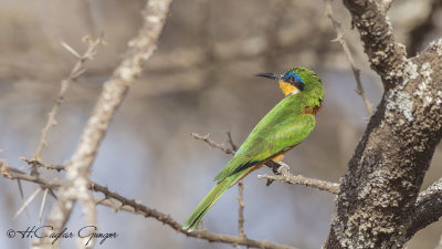 Blue-breasted Bee-eater - Merops variegatus - Mavi göğüslü arıkuşu