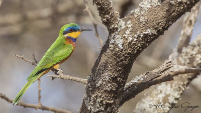 Blue-breasted Bee-eater - Merops variegatus - Mavi göğüslü arıkuşu