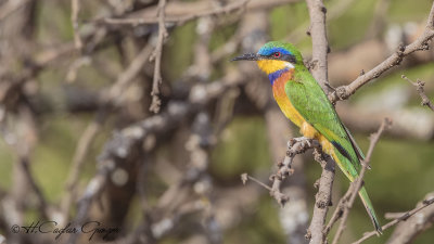 Blue-breasted Bee-eater - Merops variegatus - Mavi göğüslü arıkuşu