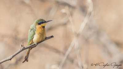 Blue-breasted Bee-eater - Merops variegatus - Mavi göğüslü arıkuşu