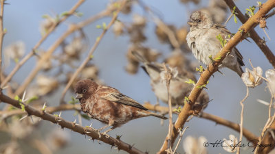 Chestnut Sparrow - Passer eminibey