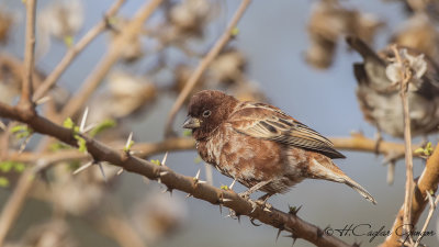 Chestnut Sparrow - Passer eminibey