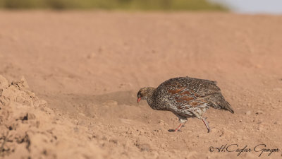 Chestnut-naped Francolin - Pternistis castaneicollis