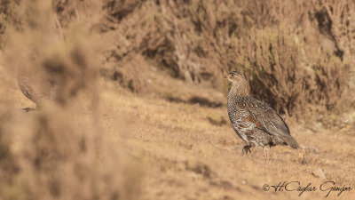 Chestnut-naped Francolin - Pternistis castaneicollis