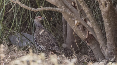 Clapperton's Francolin - Pternistis clappertoni