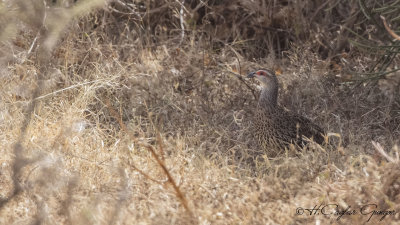 Clapperton's Francolin - Pternistis clappertoni