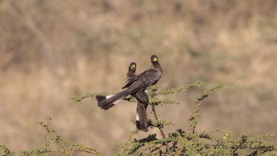 Eastern Plantain-eater - Crinifer zonurus