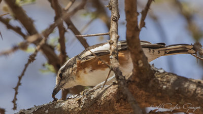 Bushshrikes - Tchagras