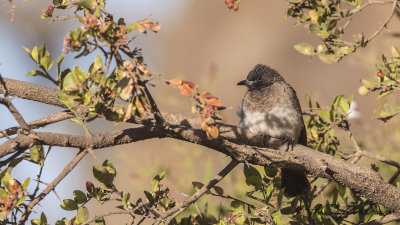 Common Bulbul - Pycnonotus barbatus