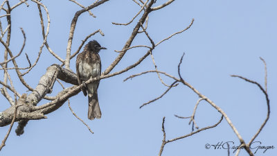 Common Bulbul - Pycnonotus barbatus