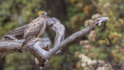 Black Kite - Milvus migrans - Kara çaylak