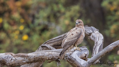 Black Kite - Milvus migrans - Kara çaylak