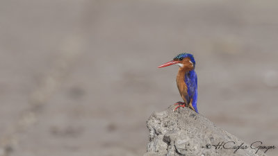 Malachite Kingfisher - Corythornis cristatus